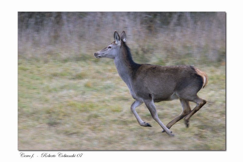 cervi Cervus elaphus